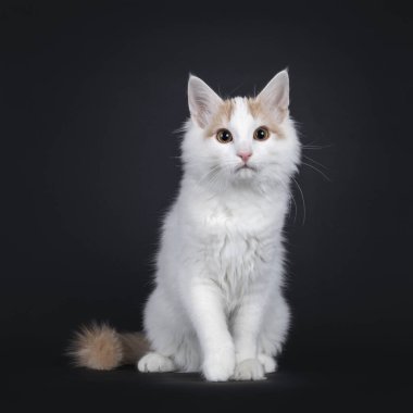 Önünde oturan sevimli, genç, nadir bulunan bir Türk Van kedisi. Kameranın yanına bakıyorum. Siyah bir arkaplanda izole edilmiş.