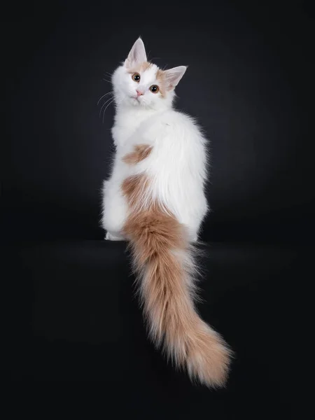 Ender Bulunan Sevimli Bir Türk Van Kedisi Kuyruğu Aşağı Sarkmış — Stok fotoğraf