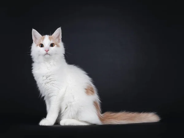 Leuke Jonge Zeldzame Turkse Van Kat Kitten Zit Zijwaarts Kijk — Stockfoto