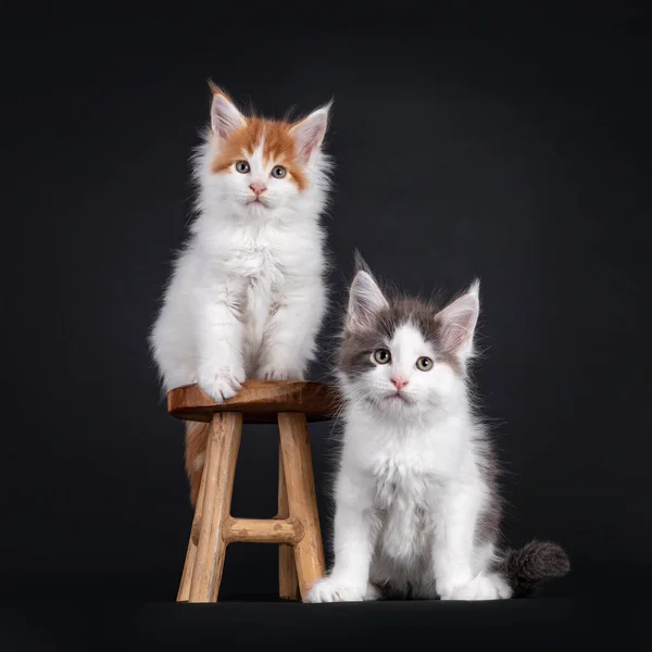 Két Imádnivaló Maine Mosómedve Macska Cica Egymás Mellett Ülve Egy — Stock Fotó