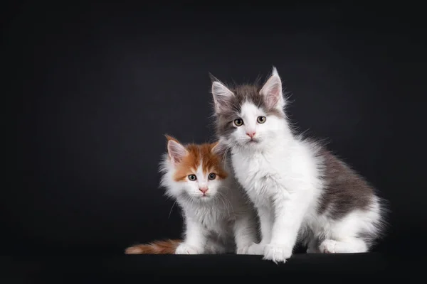 Dwa Urocze Kotki Maine Coon Siedzące Obok Siebie Wyglądasz Bardzo — Zdjęcie stockowe