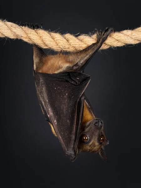 Raposa Voadora Adulta Jovem Morcego Fruta Aka Megabat Chiroptera Pendurado — Fotografia de Stock