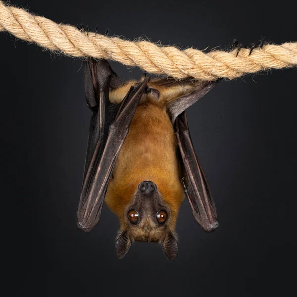 Raposa Voadora Adulta Jovem Morcego Fruta Aka Megabat Chiroptera Pendurado — Fotografia de Stock
