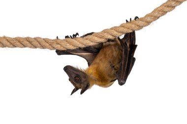 Uçan genç tilki, meyve yarasası diğer adıyla sinropteranın Megabatı sisal ipin üzerinden geçiyor. Doğrudan kameraya bakıyorum. Beyaz arkaplanda izole.