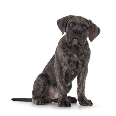 Cute brindle Cane Corso dog puppy, sitting up facing front. Looking towards camera with light eyes. Mouthclosed. isolated on a white background. clipart