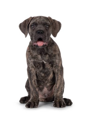 Şirin Brindle Cane Corso köpek yavrusu, önde oturuyor. Işıklı gözlerle kameraya doğru bakıyor. Ağzını aç ve dilini çıkar. beyaz arkaplanda izole edilmiş.