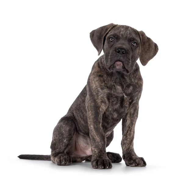 Bonito Brindle Cane Corso Cachorro Cão Sentado Frente Para Cima — Fotografia de Stock