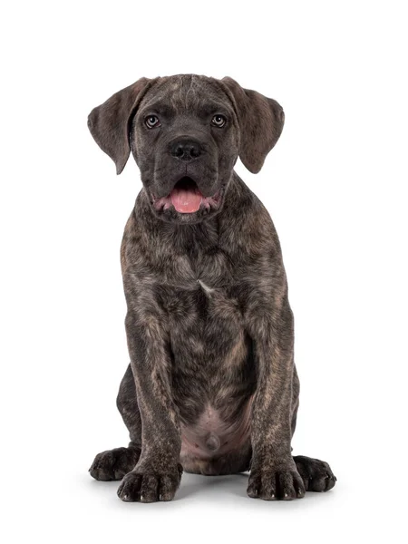 Cute Brindle Cane Corso Dog Puppy Sitting Facing Front Looking — Stock Photo, Image