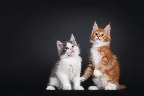 Rozkošné Duo Koťátek Maine Mýval Jak Spolu Hrají Dívám Nad — Stock fotografie