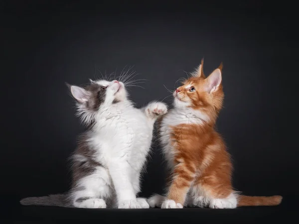 Imádnivaló Duó Fiatal Maine Mosómedve Macska Cica Játszik Együtt Elfordulok — Stock Fotó