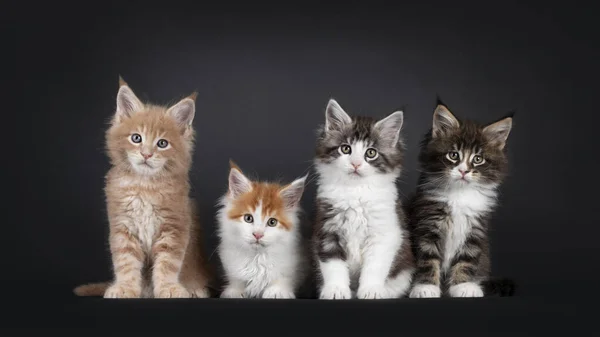 Fila Cuatro Lindos Gatitos Gato Maine Coon Sentados Tendidos Uno — Foto de Stock