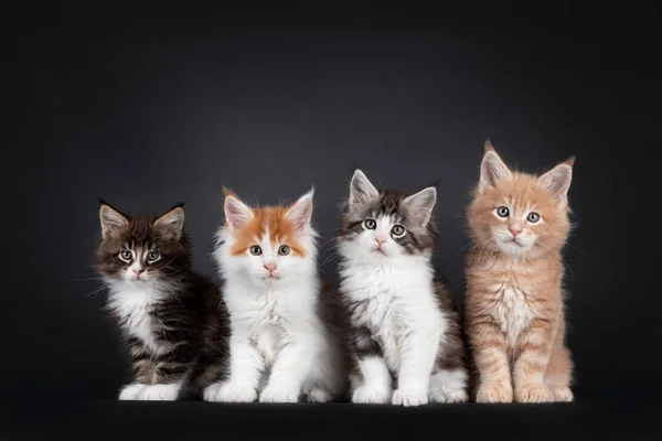 Fila Cuatro Lindos Gatitos Gato Maine Coon Sentados Uno Lado — Foto de Stock