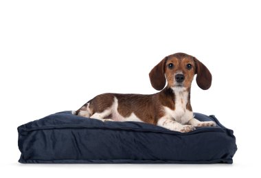 Şirin piebald Dachshund namı diğer Teckel yavrusu, mavi kadife yastığa uzanmış yatıyor. Kameraya doğru bakıyorum. Beyaz bir arkaplanda izole edilmiş.
