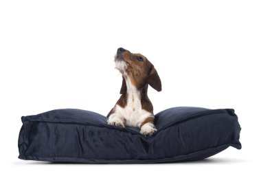 Şirin piebald Dachshund namı diğer Teckel yavrusu, mavi kadife yastığa uzanmış yatıyor. Başını kaldır ve kameradan uzağa bak. Beyaz bir arkaplanda izole edilmiş.