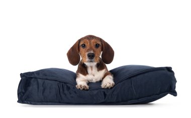 Sevimli piebald Dachshund namı diğer Teckel yavrusu, mavi kadife yastığın üzerine yüzüstü yatıyor. Kameraya doğru bakıyorum. Beyaz bir arkaplanda izole edilmiş.