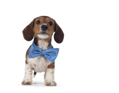 Sevimli piebald Dachshund namı diğer Teckel köpek boynunda mavi bir papyonla önde duruyor. Kameraya doğru bakıyorum. Beyaz bir arkaplanda izole edilmiş.