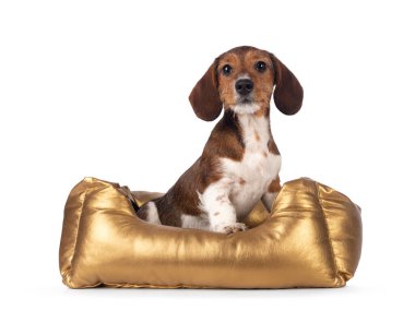 Tatlı piebald Dachshund namı diğer Teckel yavrusu, altın bir sepetin içinde oturuyor. Kameraya doğru bakıyorum. Beyaz bir arkaplanda izole edilmiş.