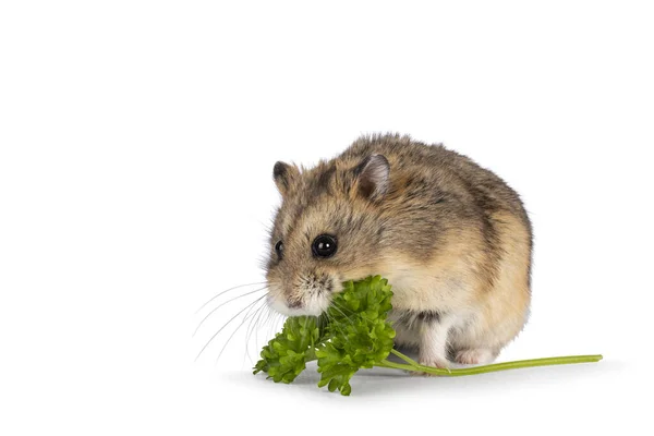 Hamster Marrom Bonito Comendo Erva Salsa Fresca Verde Sentado Lado — Fotografia de Stock