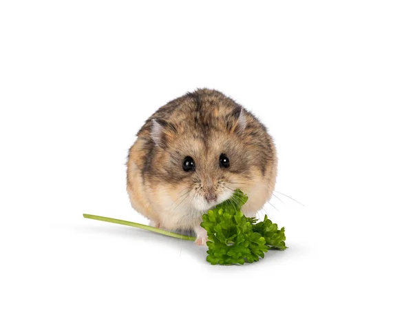 Cute Brown Hamster Eating Green Fresh Parsley Herb Sitting Facing — Stock Photo, Image