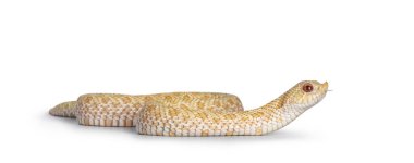 Yan yana hareket eden genç albino hognose yılanının yan görüntüsü. Beyaz bir arka planda izole edilmiş. Dilini çıkar..