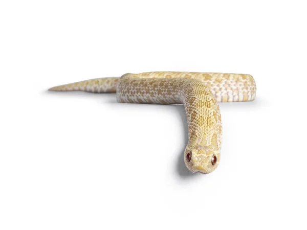 Vista Frontal Jovem Cobra Albina Hognose Movendo Sobre Borda Isolado — Fotografia de Stock