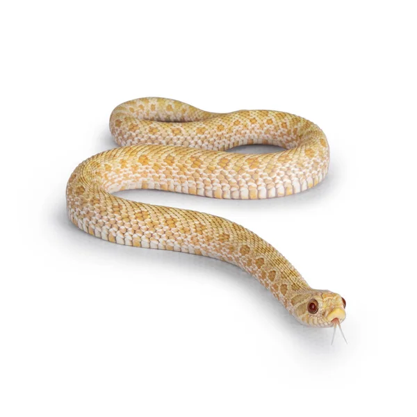 横に動く若いアルビノ ホグスネスのヘビの上からの眺め 白い背景に隔離されています 舌を出す — ストック写真