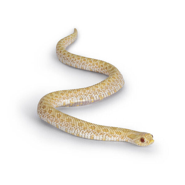 Top view shot of Young albino hognose snake moving side ways. Isolated on a white background.