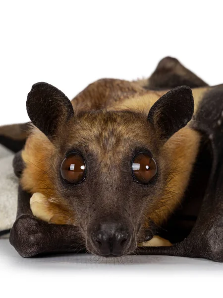 Cabeza Zorro Volador Adulto Joven Murciélago Fruta Alias Megabat Chiroptera —  Fotos de Stock