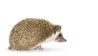 Şirin, genç, meşe rengi, kahverengi Afrika pigme kirpi, yan yollarda yürüyor. Doğrudan kameradan uzağa bakıyor. Beyaz bir arkaplanda izole edilmiş.