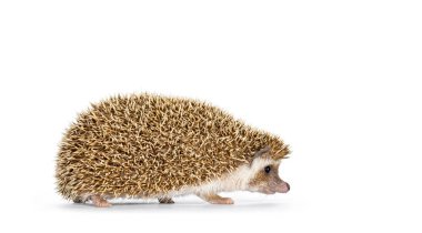 Şirin, genç, meşe rengi, kahverengi Afrika pigme kirpi, yan yollarda yürüyor. Doğrudan kameradan uzağa bakıyor. Beyaz bir arkaplanda izole edilmiş.