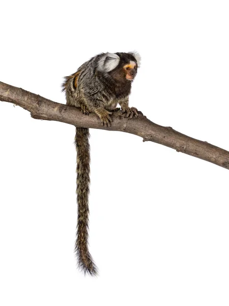 Słodka Marmozetowa Małpa Aka Callithrix Jacchus Siedząca Bocznymi Drogami Gałęzi — Zdjęcie stockowe