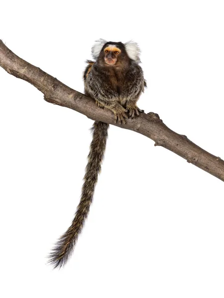 Macaco Marmoset Comum Bonito Também Conhecido Como Callithrix Jacchus Sentado — Fotografia de Stock