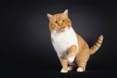 Beyaz yetişkin İngiliz Shorthair kedisi ile etkileyici bir kırmızı, bir pençesi havada önde duruyor. Parlak turuncu gözlerle kameraya doğru bakıyor. Siyah bir arkaplanda izole edilmiş.