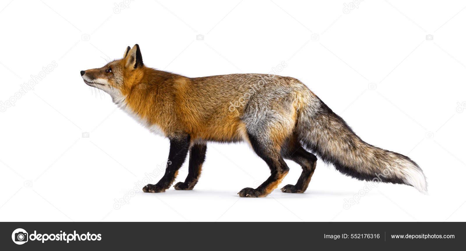 Renard Roux Classique Alias Vulpes Vulpes Debout Sur Les Côtés — Photo de  stock par ©NynkevanHolten - 552176316, image size:1600x862