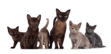 5 Birmanyalı kedi ailesi, anneleri farklı renklerde, yan yana oturuyorlar. Herkes kameraya bakıyor. Beyaz bir arka planda izole edilmiş. Bir kedi yavrusu geriye.