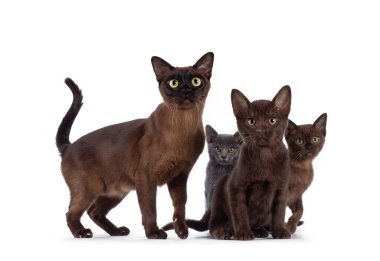 Üç Birmanyalı kedi yavrusundan oluşan bir aile, farklı renklerde anneleriyle yan yana oturuyorlar. Herkes kameraya bakıyor. Beyaz bir arkaplanda izole edilmiş.