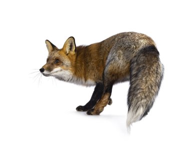 Klasik kızıl tilki, nam-ı diğer Vulpes vulpes. Yan yana duruyor. Kameranın yanına bakıyorum. Beyaz bir arkaplanda izole edilmiş.