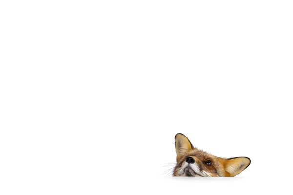 Vtipný Snímek Klasické Červené Lišky Známé Jako Vulpes Vulpes Dívající — Stock fotografie