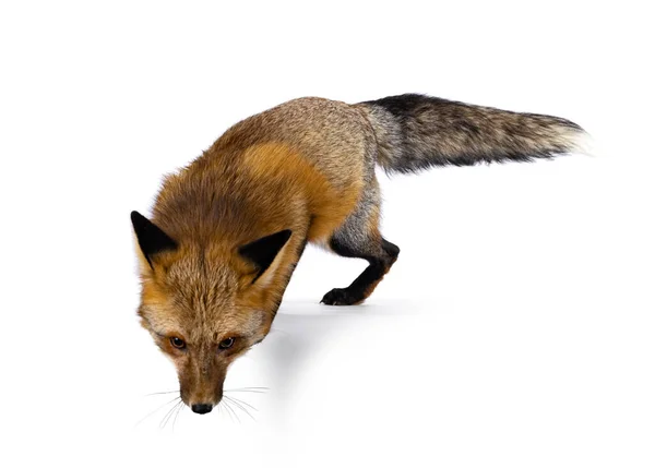 Clásico Zorro Rojo Alias Vulpes Vulpes Saltando Borde Mirando Hacia —  Fotos de Stock