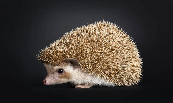 Oak Brown Pygmy Hedgehog Sitting Side Ways Looking Ahead Away — Stock Photo, Image