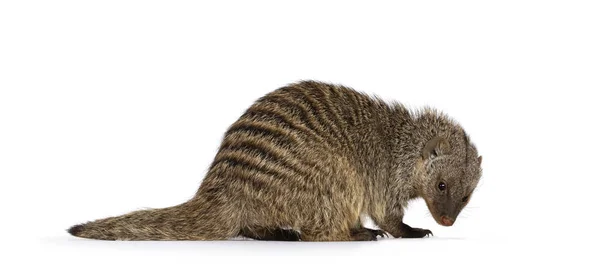 Adult Banded Mongoose Alias Mongus Muno Sentado Lado Mirando Hacia — Foto de Stock