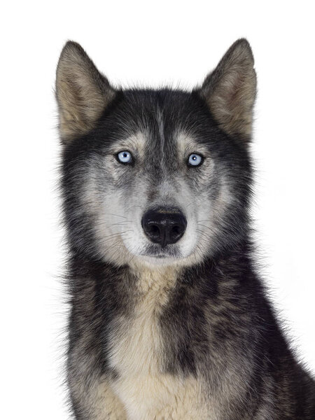 Head shot of handsome American Wolfdog, sitting up facing front. Looking towards camera. Isolated on a white background.