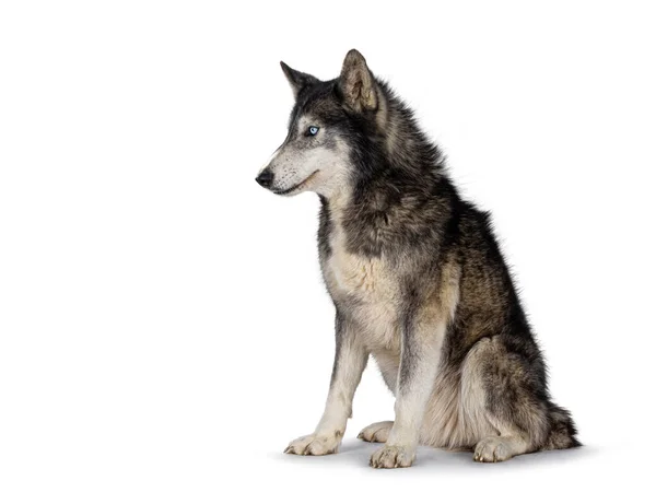 Guapo Wolfdog Americano Sentado Lado Mirando Lado Lejos Cámara Aislado —  Fotos de Stock