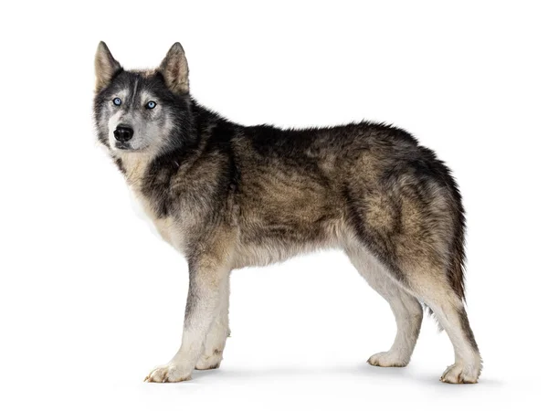 Guapo Wolfdog Americano Pie Lado Mirando Hacia Cámara Aislado Sobre —  Fotos de Stock