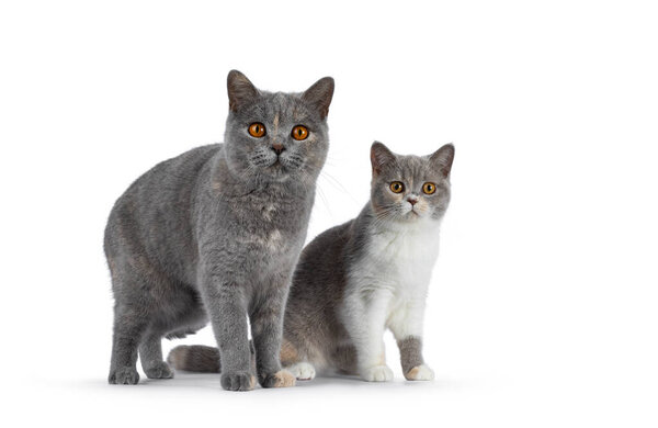 Two tortie British Shorthair cat, standing and sitting side ways. Looking towards camera with mesmerizing orange eyes. Isolated on a white background.