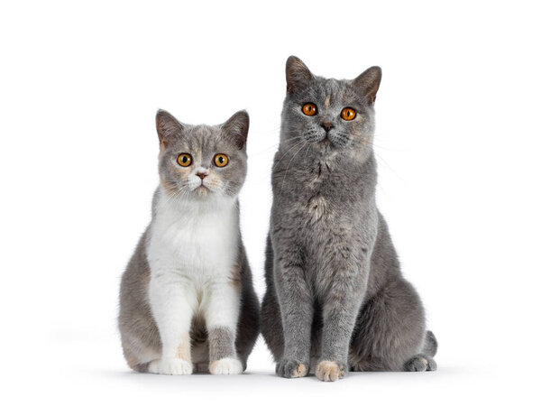 Two tortie British Shorthair cat, sitting together beside each other facing front. Looking towards camera with mesmerizing orange eyes. Isolated on a white background.