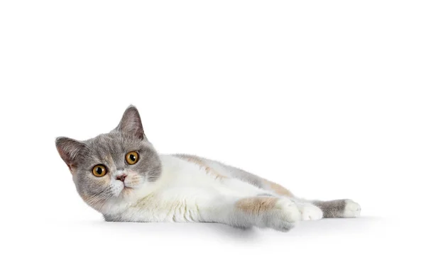 Młody Tortie British Shorthair Kot Leżący Bocznymi Drogami Patrząc Stronę — Zdjęcie stockowe