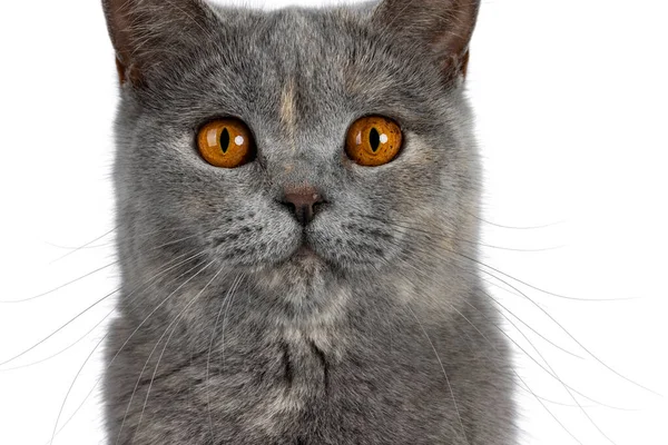 Zbliż Zdjęcie Dorosłego Tortie British Shorthair Cat Patrząc Stronę Aparatu — Zdjęcie stockowe