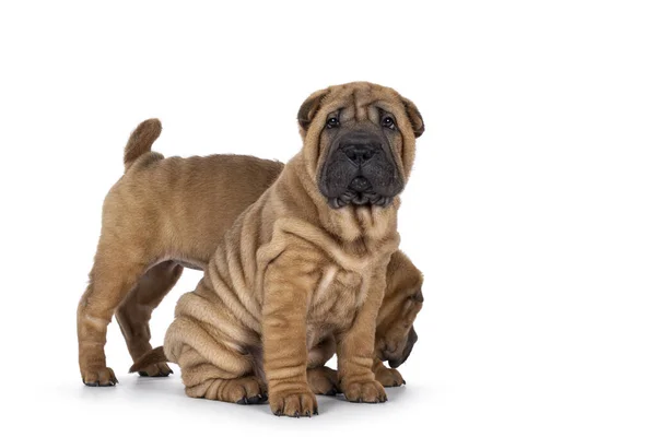 Niedliche Sharpei Welpen Sitzen Seitlich Mit Einem Anderen Dahinter Blickt — Stockfoto