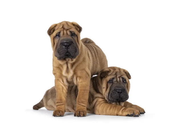 Zwei Entzückende Shar Pei Hundewelpen Die Nebeneinander Liegen Und Stehen — Stockfoto